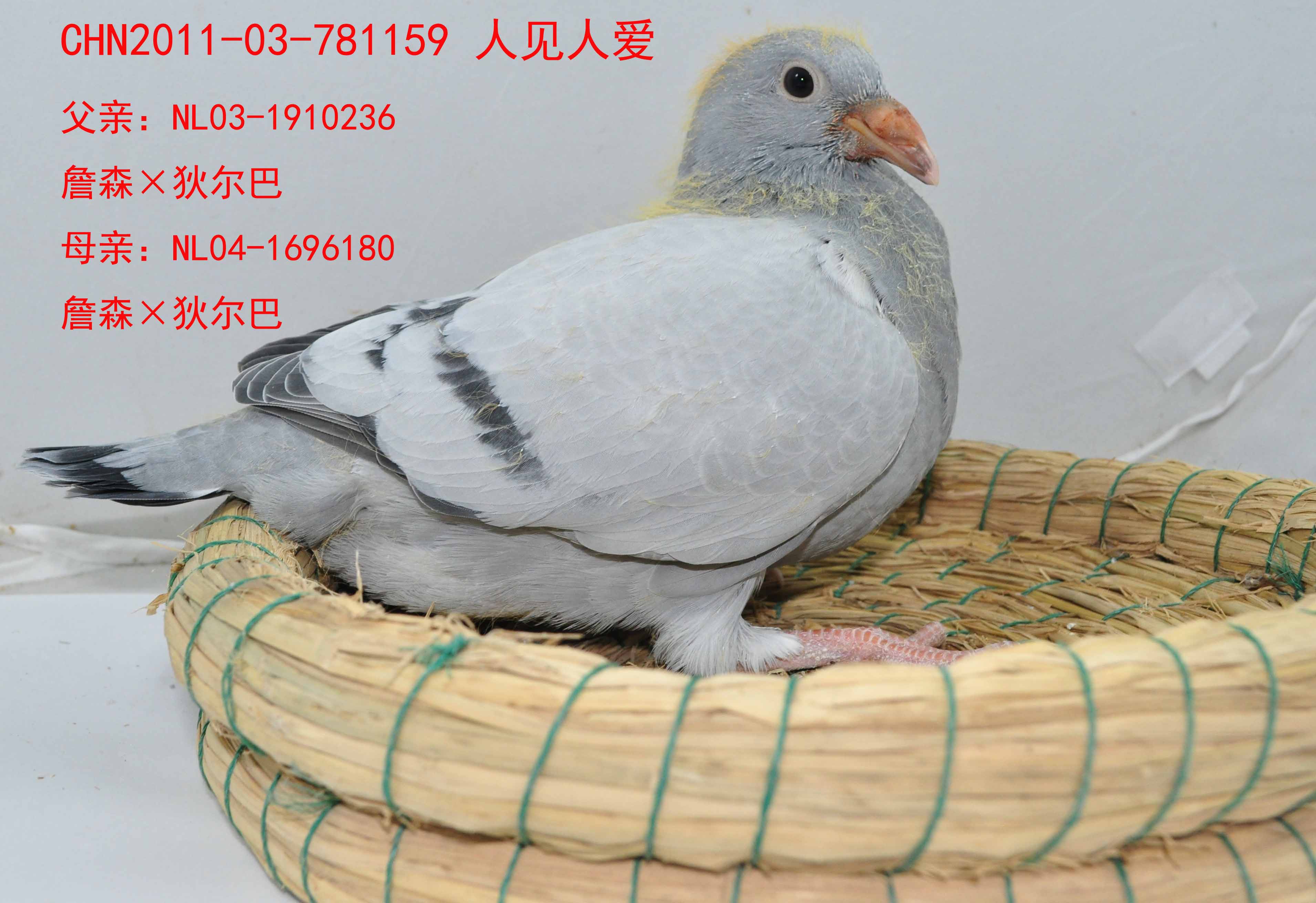 詹森×狄尔巴159 保证金级 拍卖