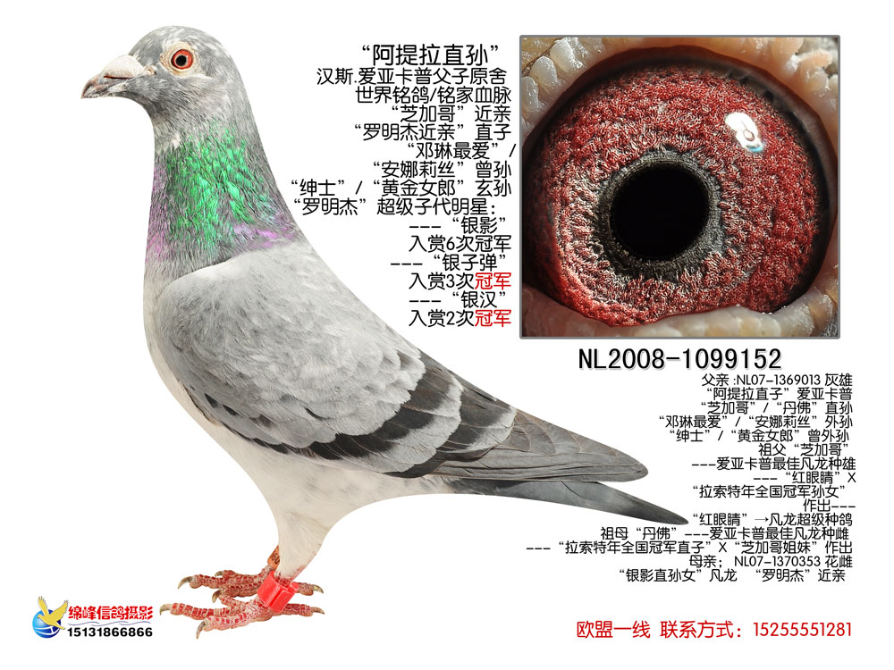 爱亚卡普--银色影子 保证金级 拍卖