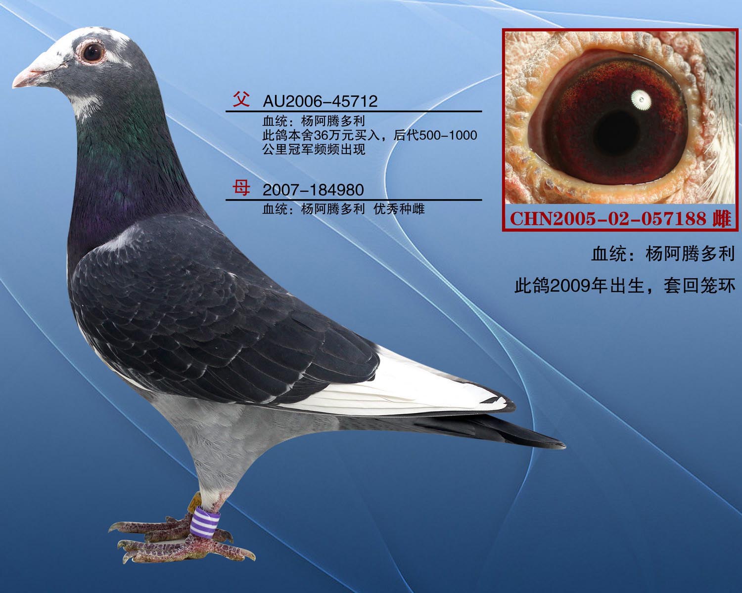 帮助 首 页  铭 鸽  新鸽上架  推荐铭鸽  定价鸽  信鸽拍卖 黄金配对