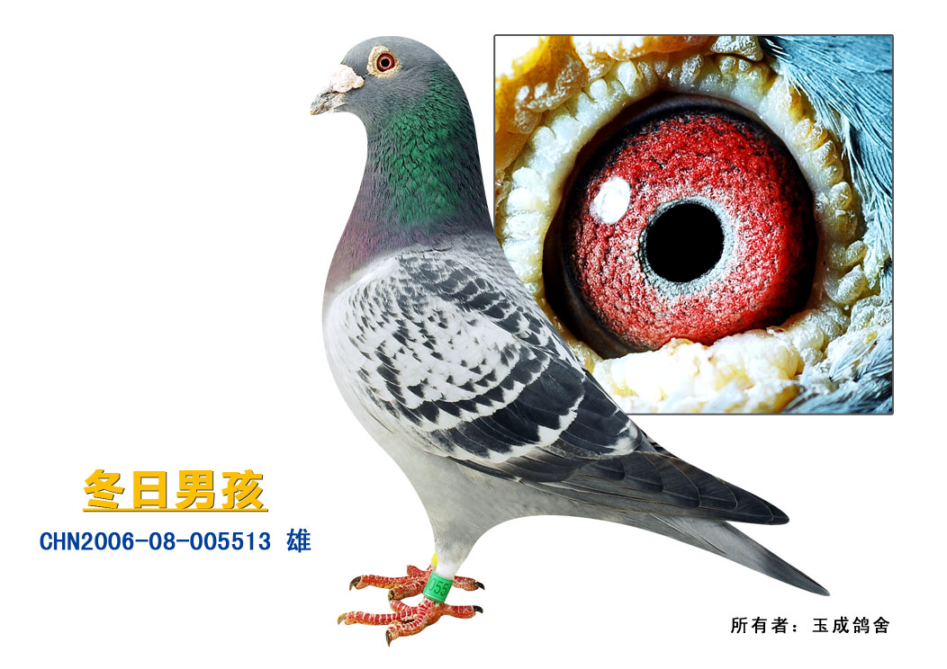 詹森铭鸽冬日男孩回血 保证金级 拍卖