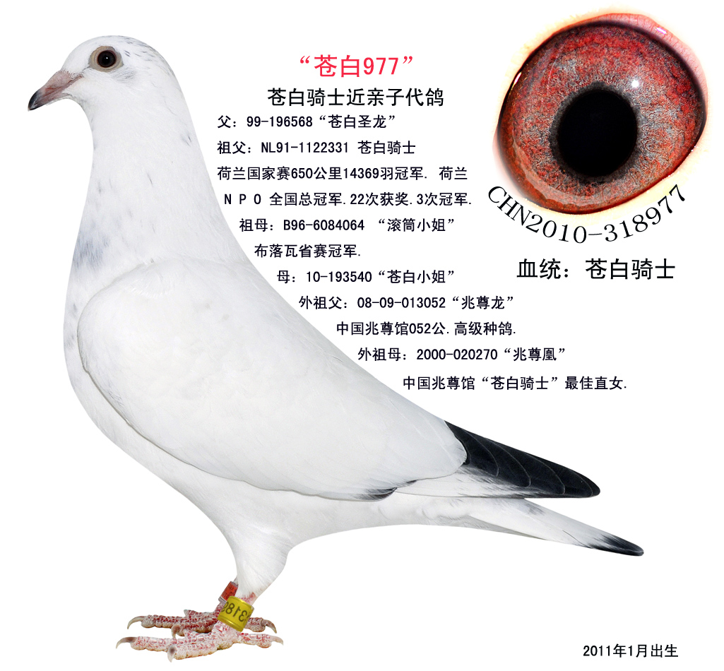 信鸽在线拍卖平台 - 中国信鸽信息网