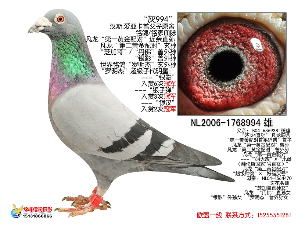 荷兰爱亚卡普种鸽配对087610 保证金级 拍卖