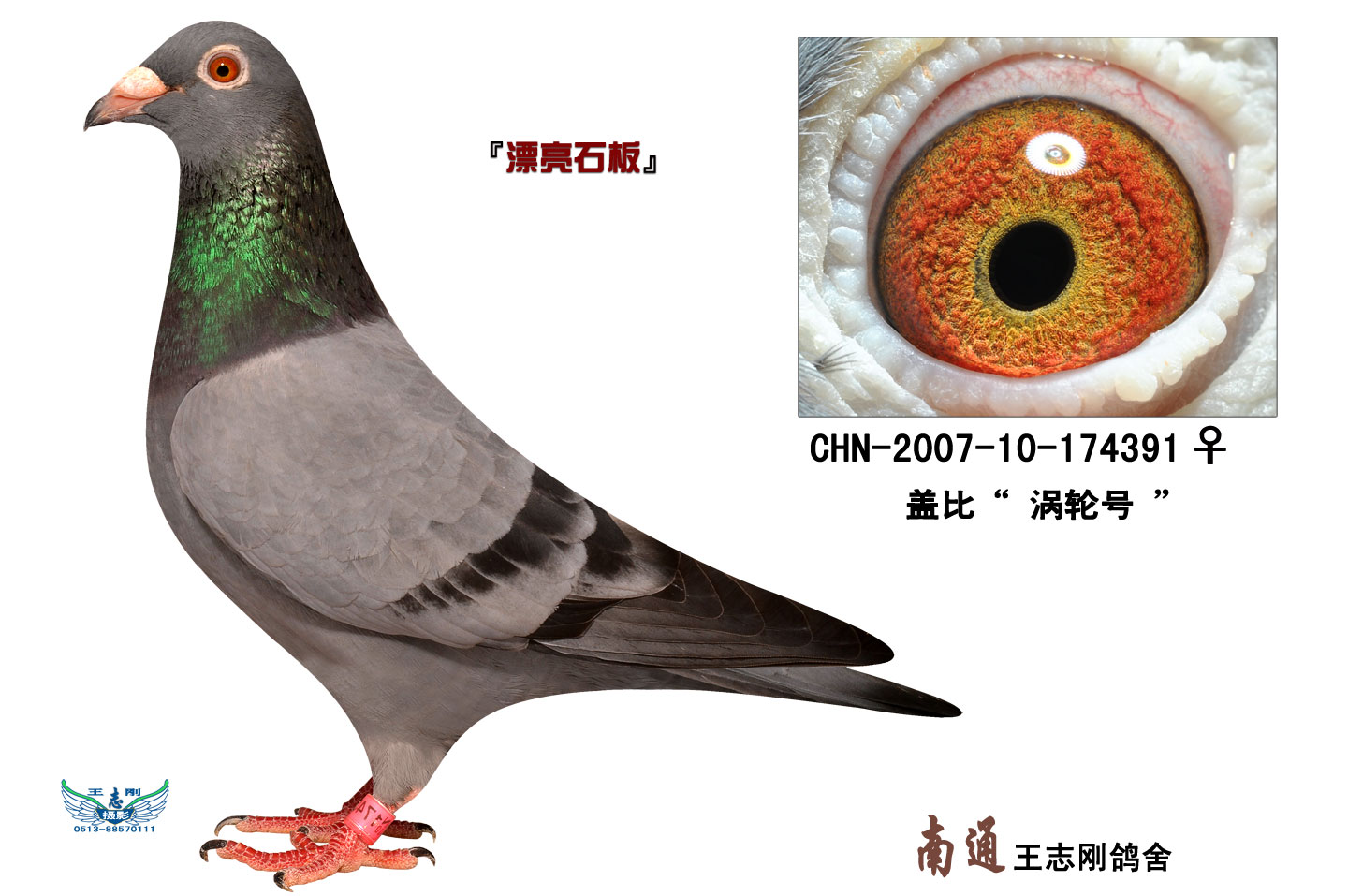 盖比"涡轮号"石斑-248 保证金级 拍卖