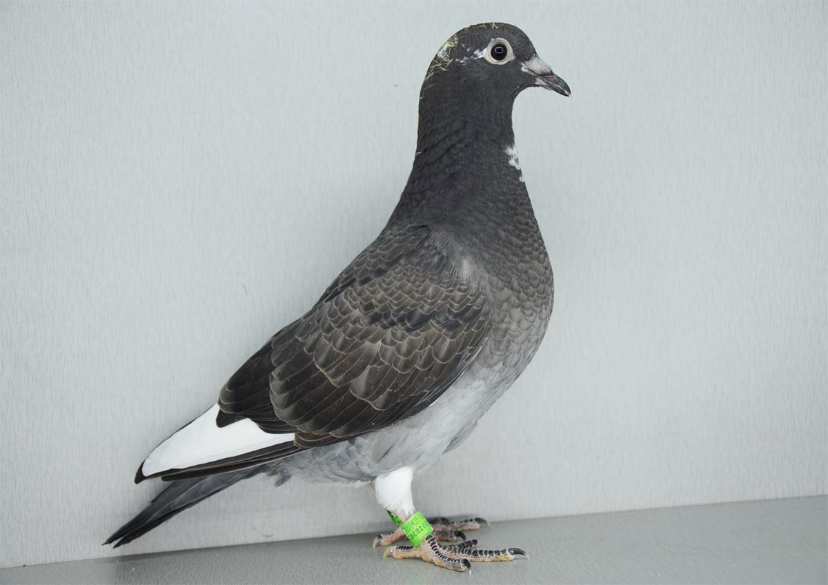 郑州银河系信鸽研究中心在线拍鸽