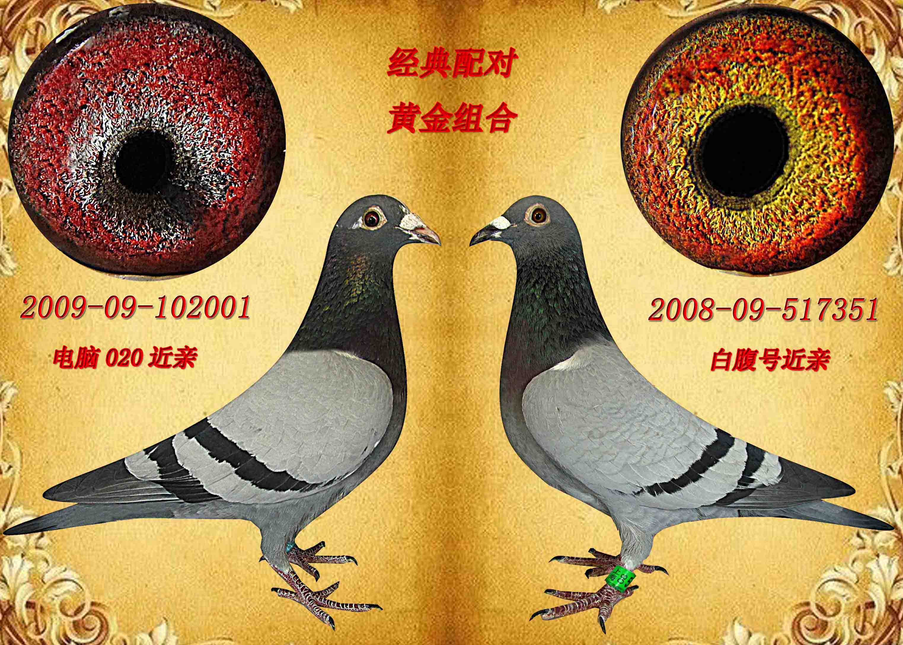 上海东星种鸽舍09年成功配对组合 保证金级 拍卖