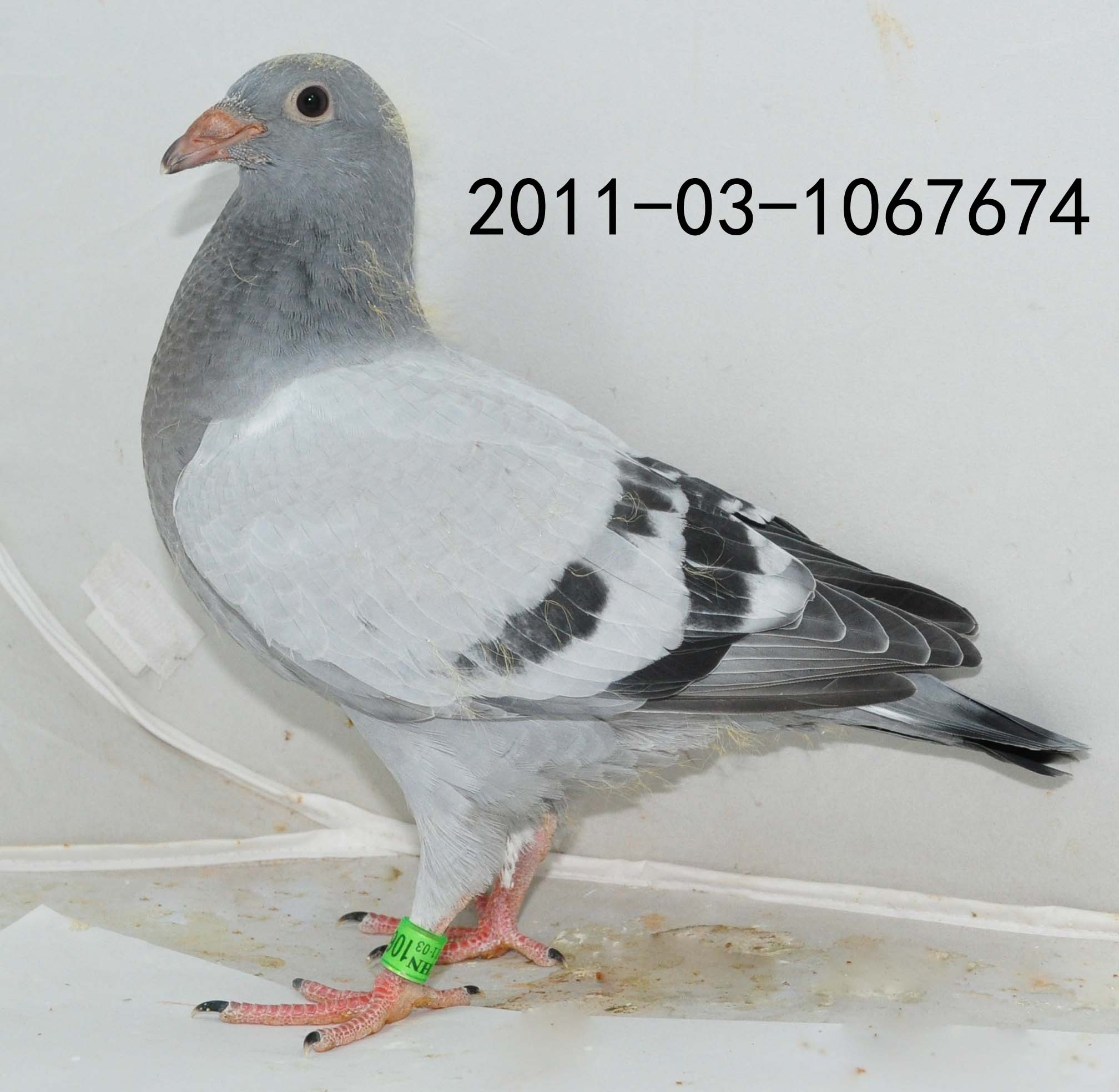 詹森×狄尔巴674 保证金级 拍卖