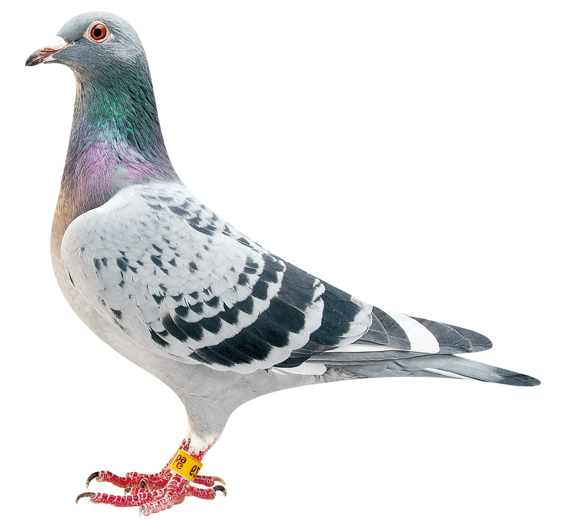 b09-6238204 威廉·吉尔特原舍作出 雌 保证金级 拍卖