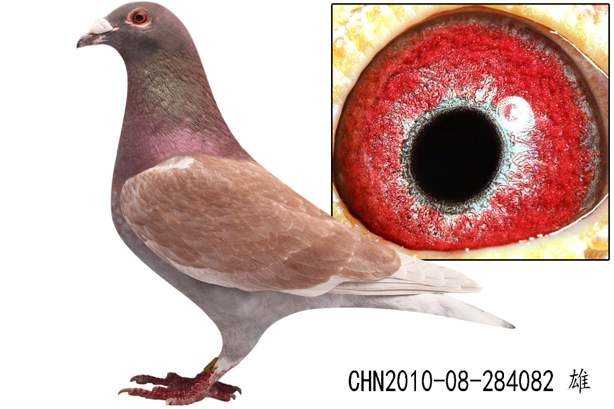 信鸽在线拍卖平台 - 中国信鸽信息网