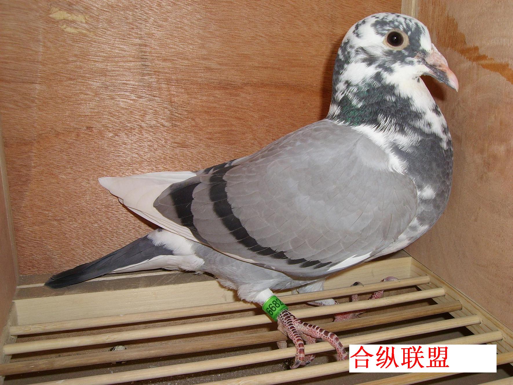 名称: 合纵联盟                 (查看信用度) 商家所在地: 内蒙古