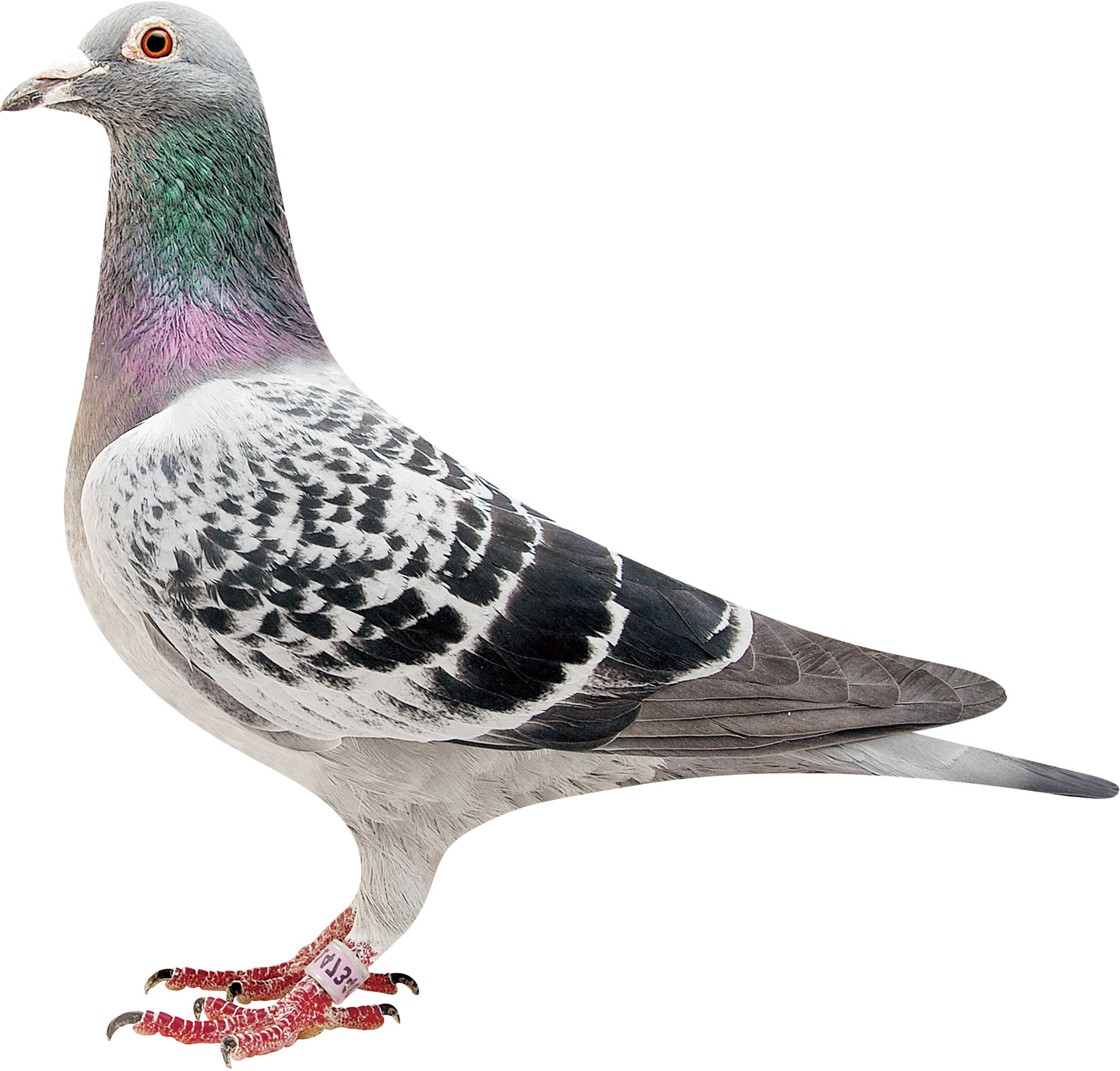 信鸽在线拍卖平台 - 中国信鸽信息网