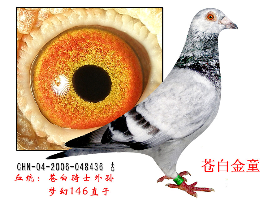 帮助 首 页  铭 鸽  新鸽上架  推荐铭鸽  定价鸽  信鸽拍卖 黄金配对