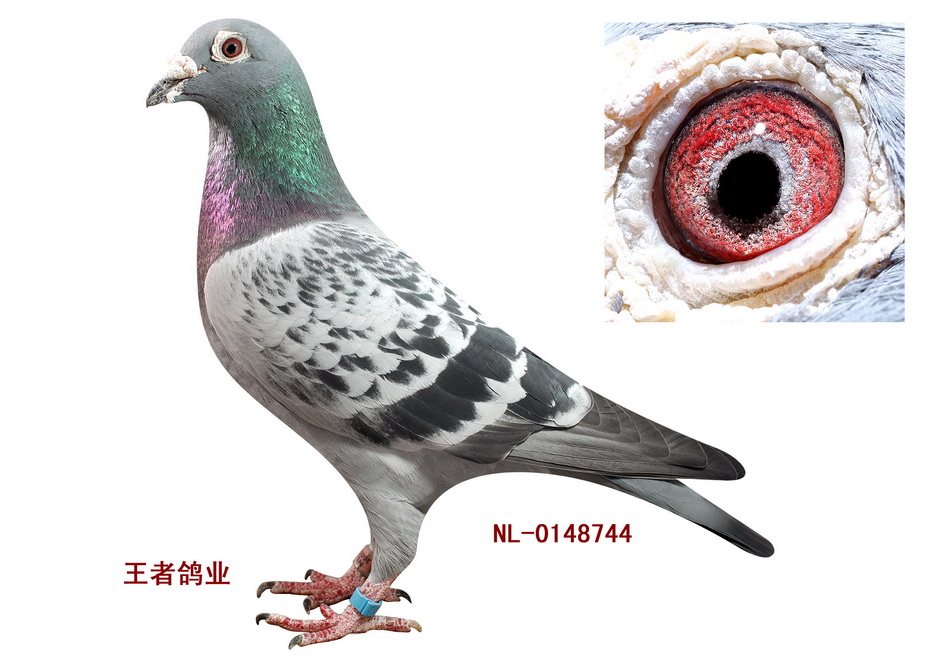 信鸽拍卖首页 拍卖专题 >> 查看拍卖商品