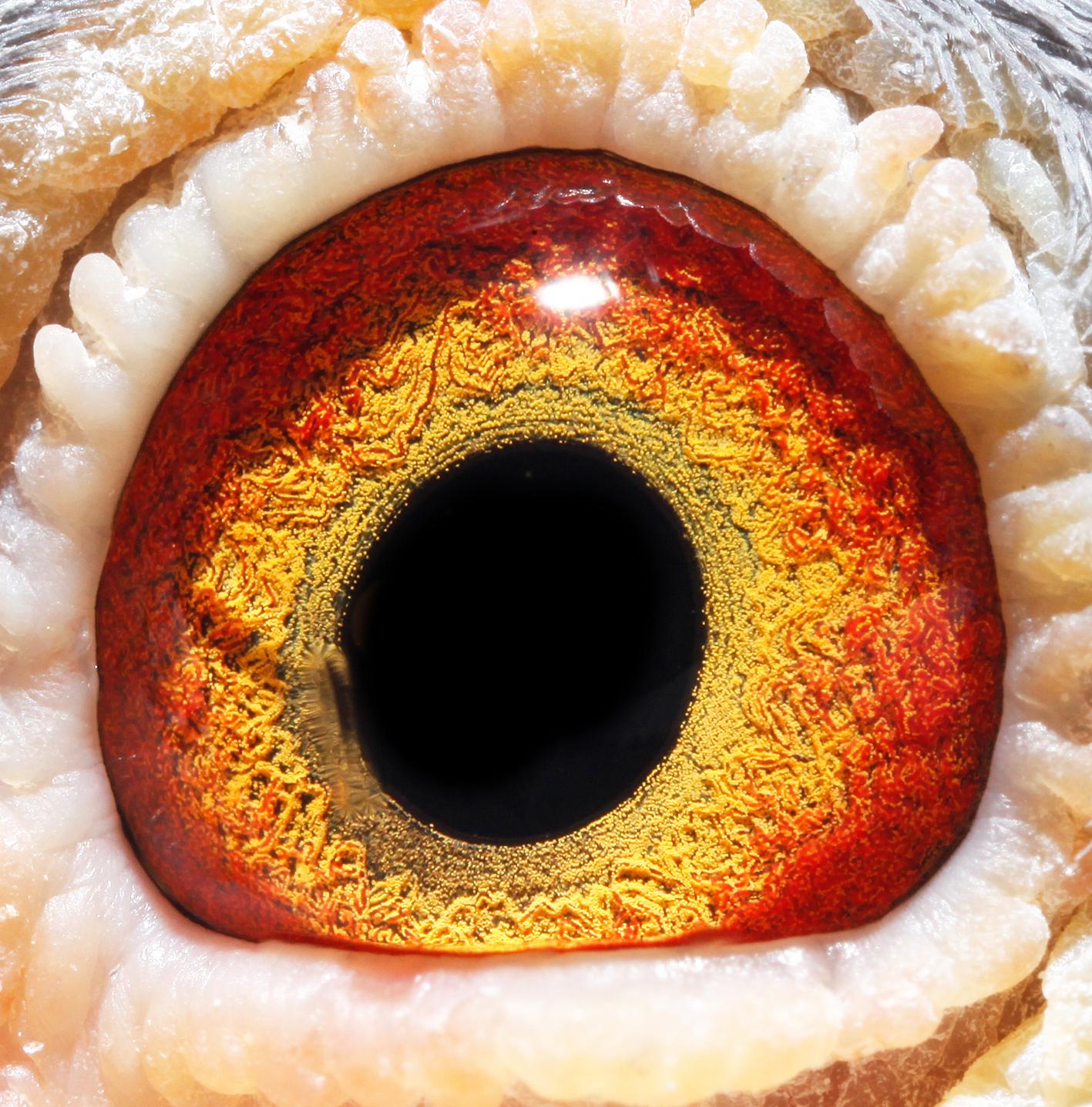 信鸽在线拍卖平台 - 中国信鸽信息网