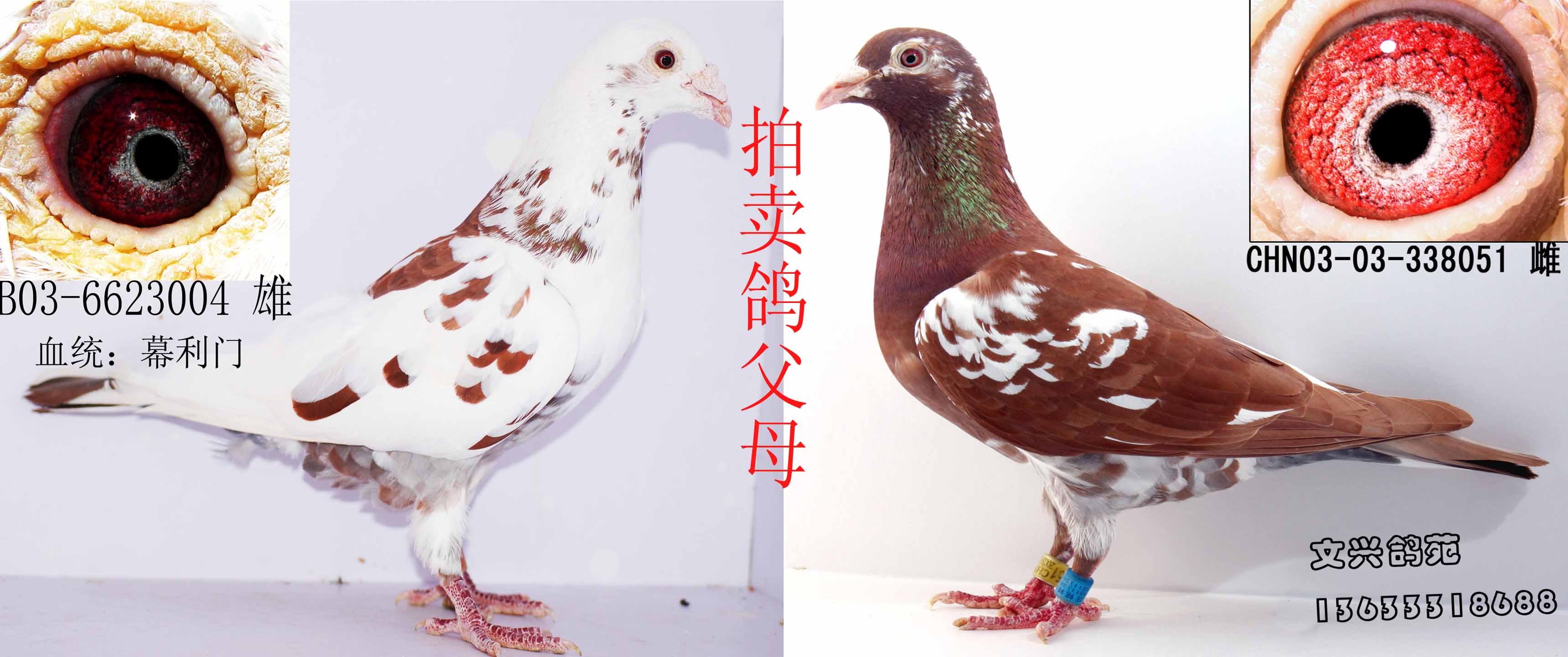 首 页  铭 鸽  新鸽上架  推荐铭鸽  定价鸽  信鸽拍卖 黄金配对