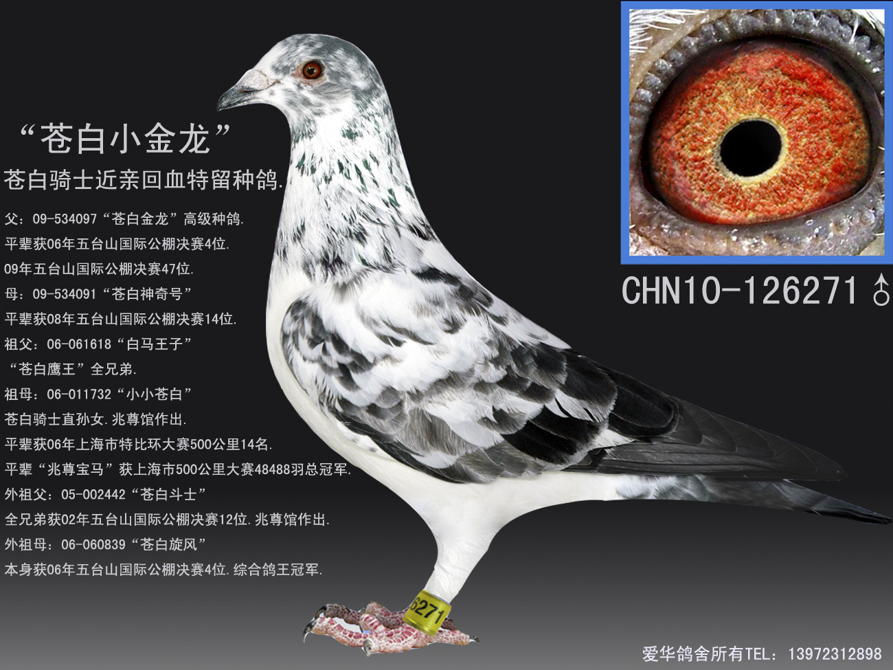 >> 查看拍卖商品