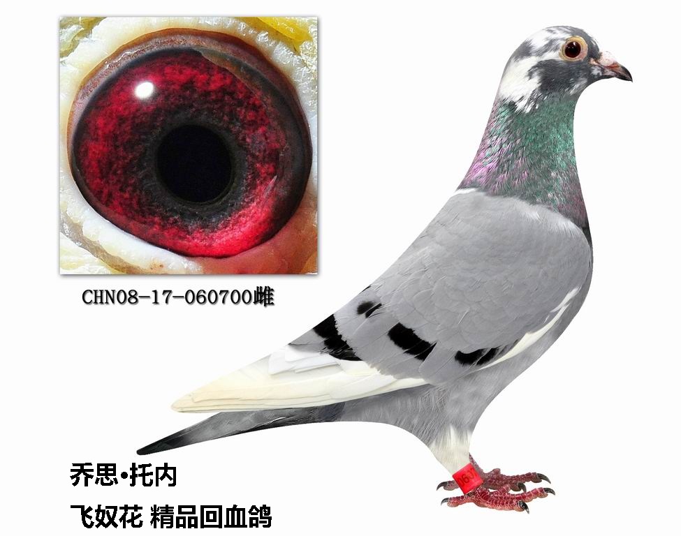 信鸽在线拍卖平台 - 中国信鸽信息网