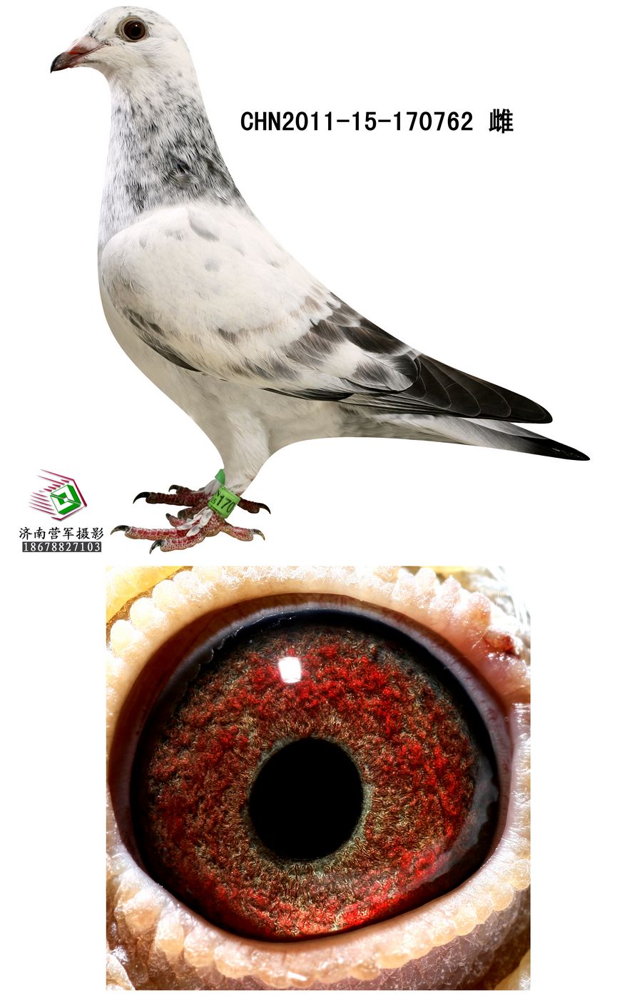 信鸽在线拍卖平台 - 中国信鸽信息网