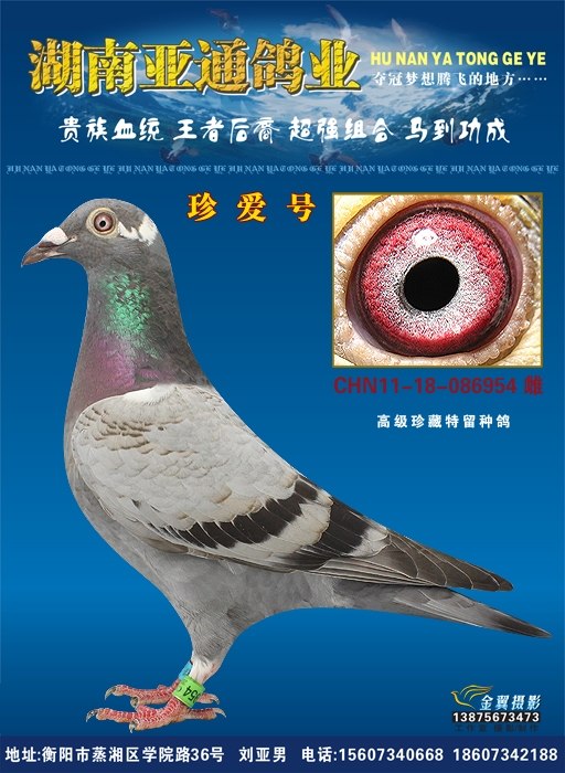 高级特留种鸽"珍爱号" 保证金级 拍卖