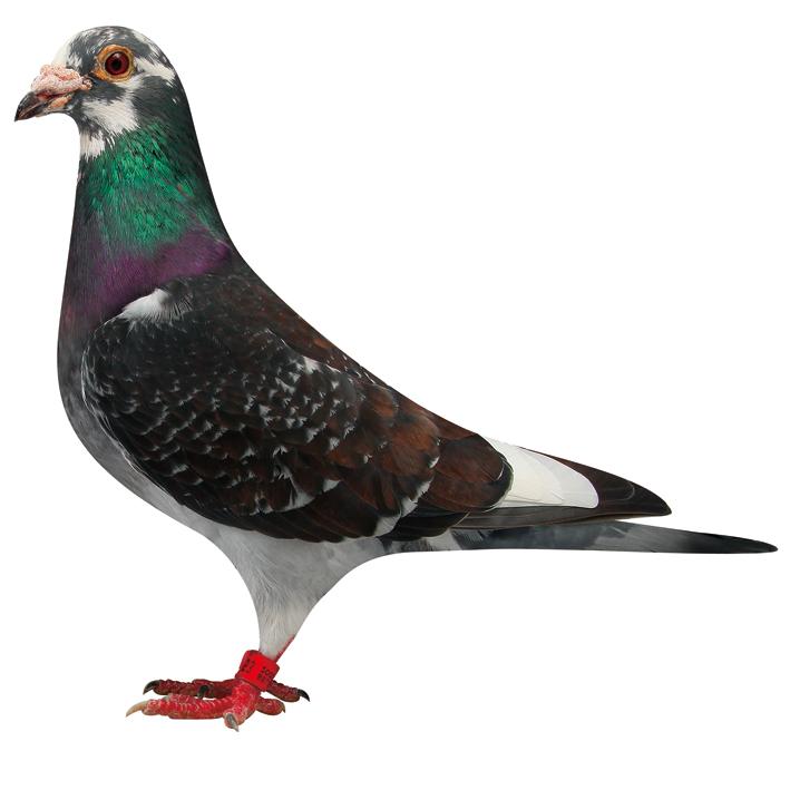 信鸽在线拍卖平台 - 中国信鸽信息网