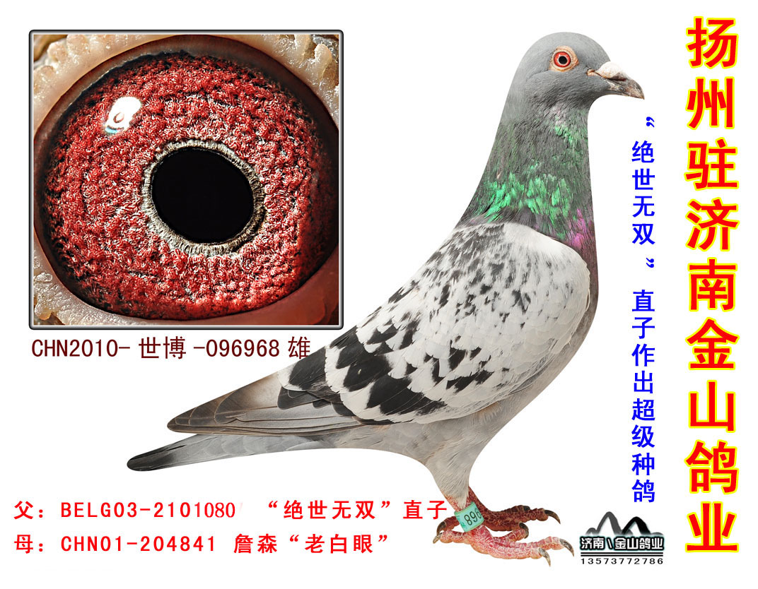 远东鸽业种鸽照片图片