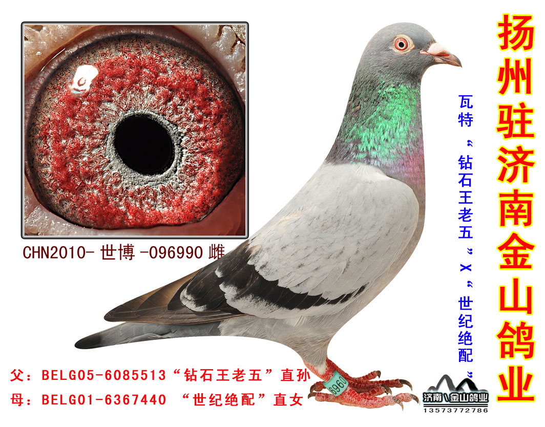 瓦特"钻石王老五"x"世纪绝配" 保证金级 拍卖