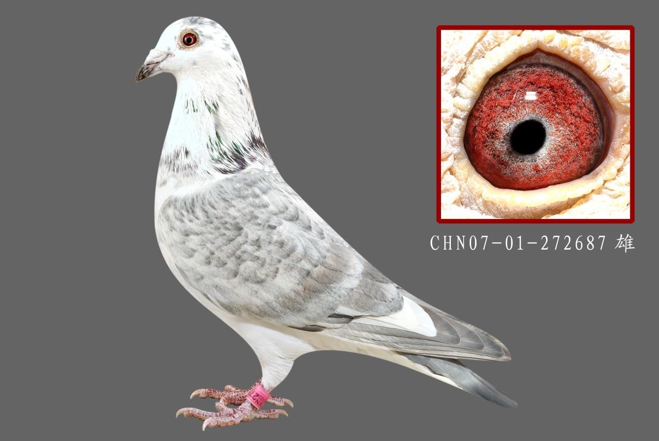 信鸽在线拍卖平台 - 中国信鸽信息网