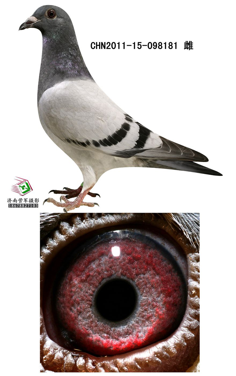 夏拉肯"天马号"近亲重孙女 保证金级 拍卖