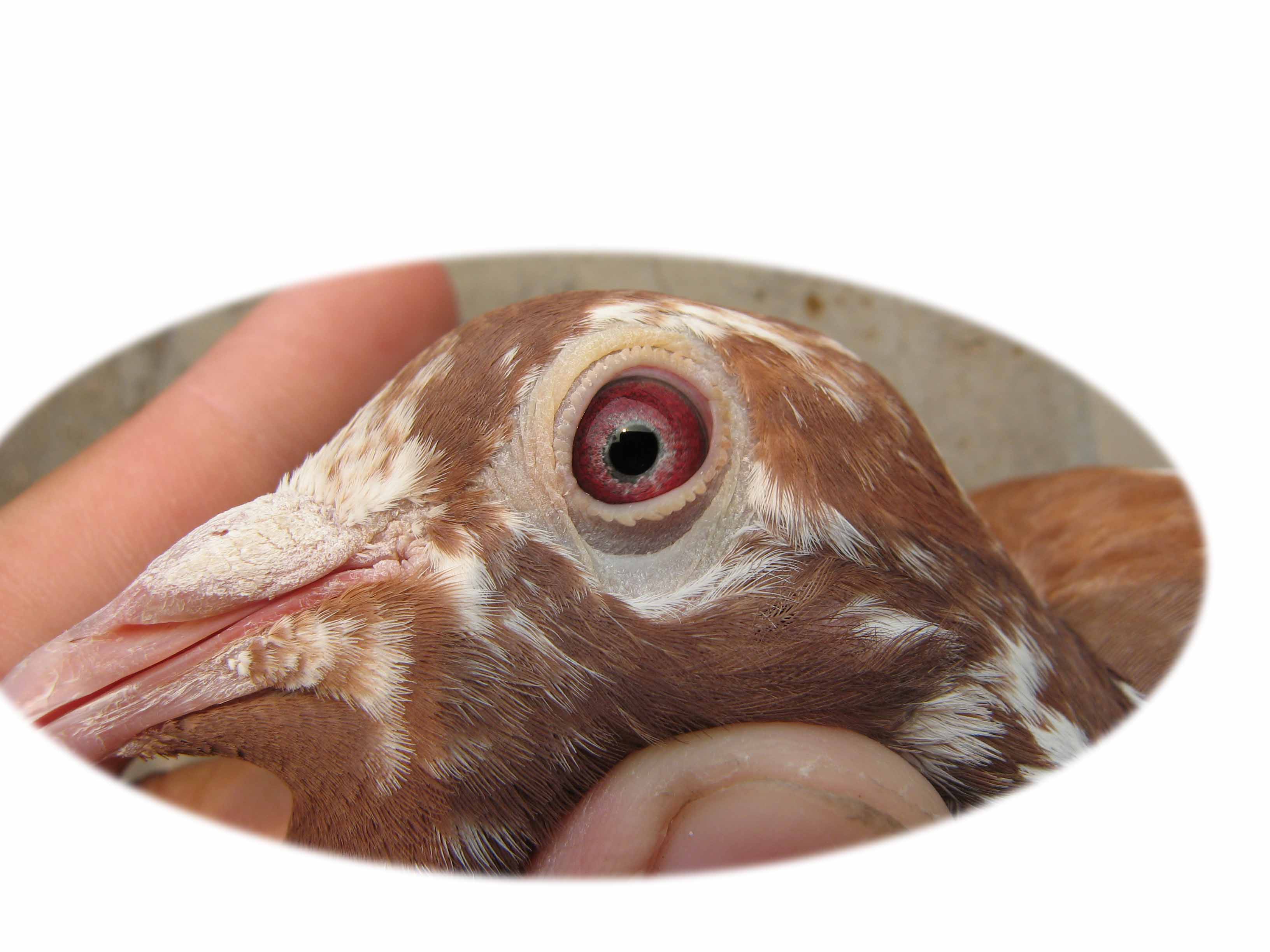 >> 查看拍卖商品