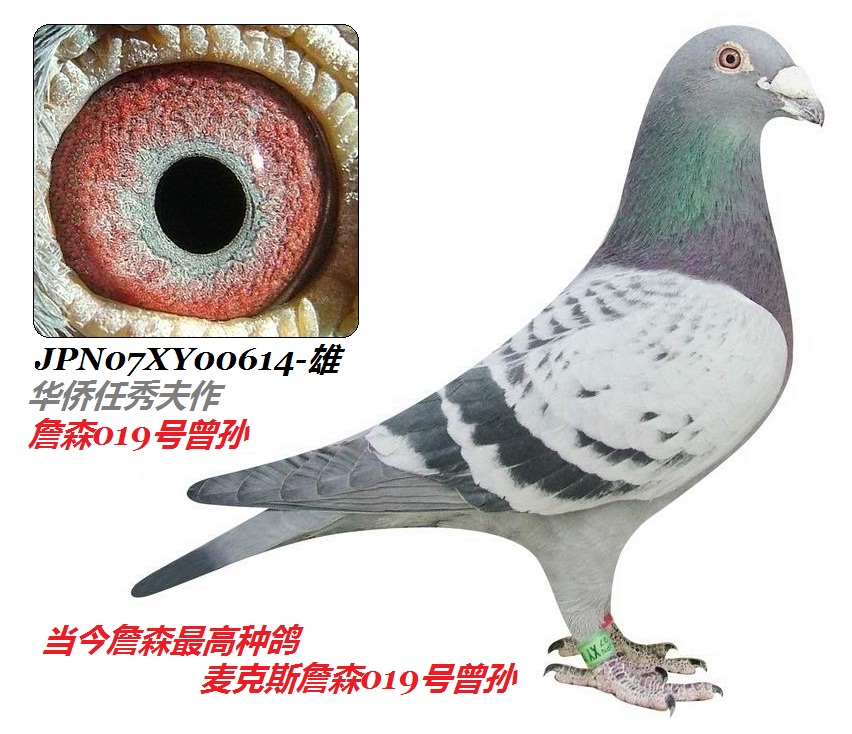 父:麦克斯詹森614号