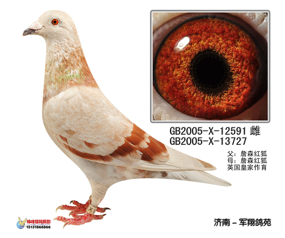 红狐女皇*年轻019 保证金级 拍卖