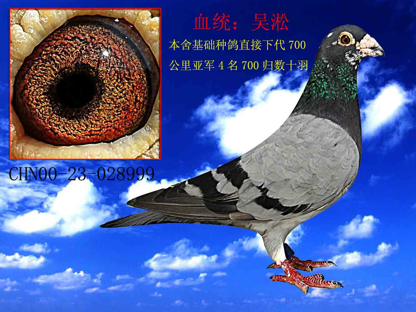 吴淞小麻雀信鸽图片图片