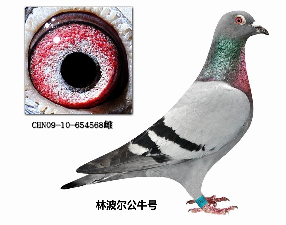 林波尔公牛号568 保证金级 拍卖