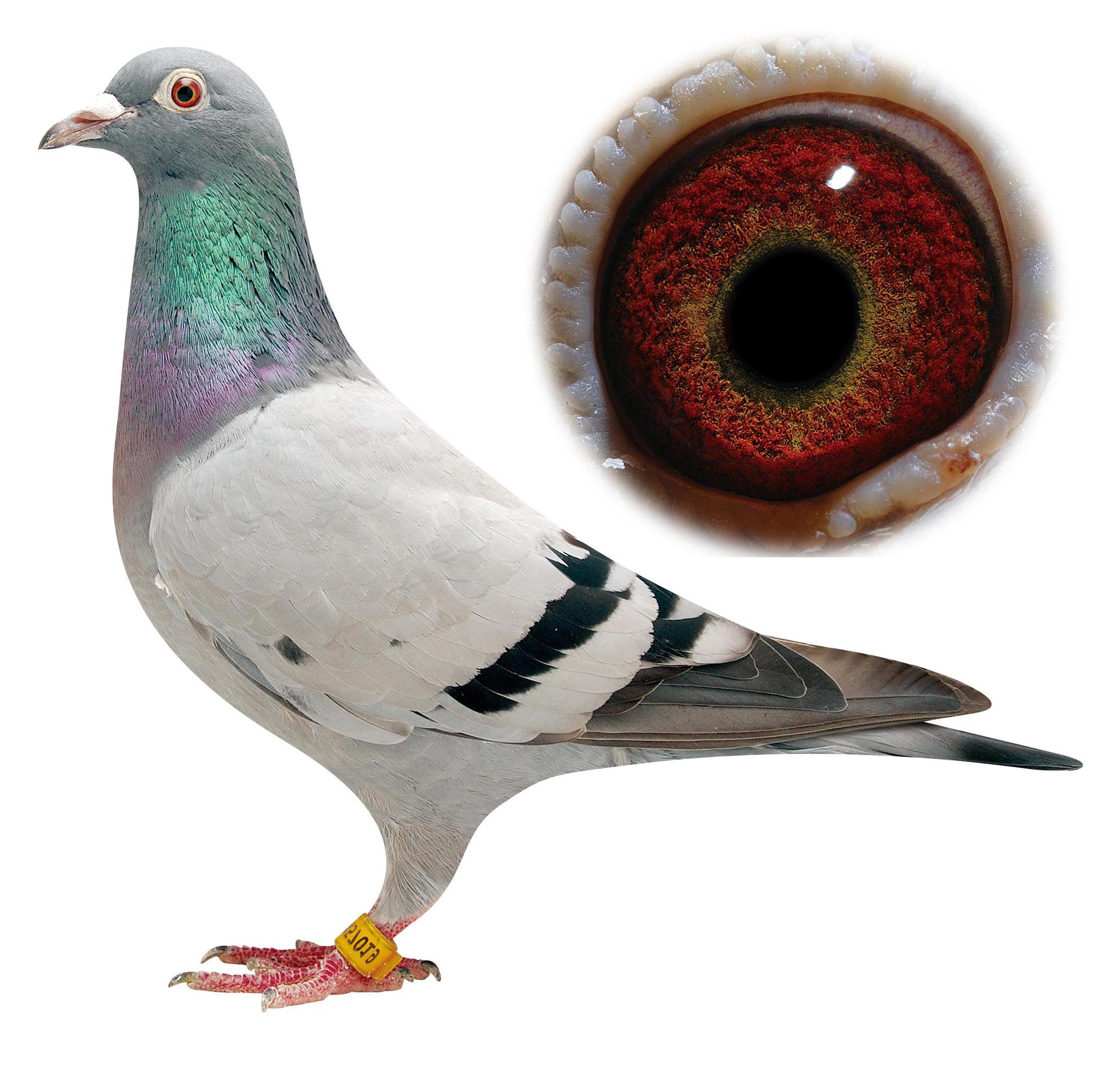 nl09-1457019 雌 保证金级 拍卖