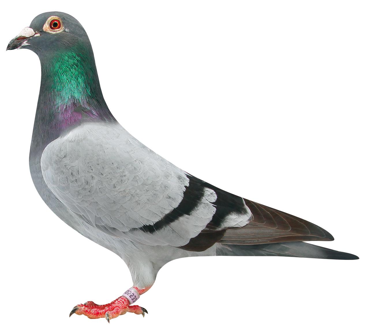 信鸽在线拍卖平台 - 中国信鸽信息网