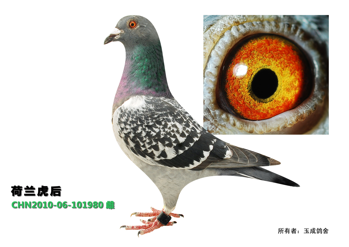 帮助 首 页  铭 鸽  新鸽上架  推荐铭鸽  定价鸽  信鸽拍卖 黄金配对