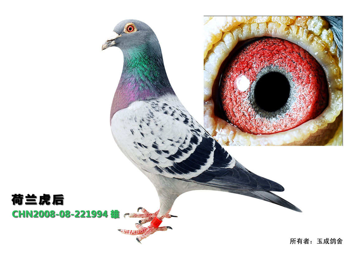 荷兰虎后直子【特好】 保证金级 拍卖