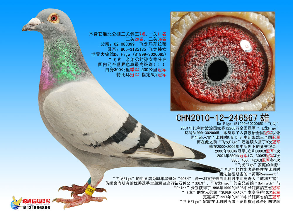 0537鸽舍 - 中信网铭鸽展厅 www.ag188.com