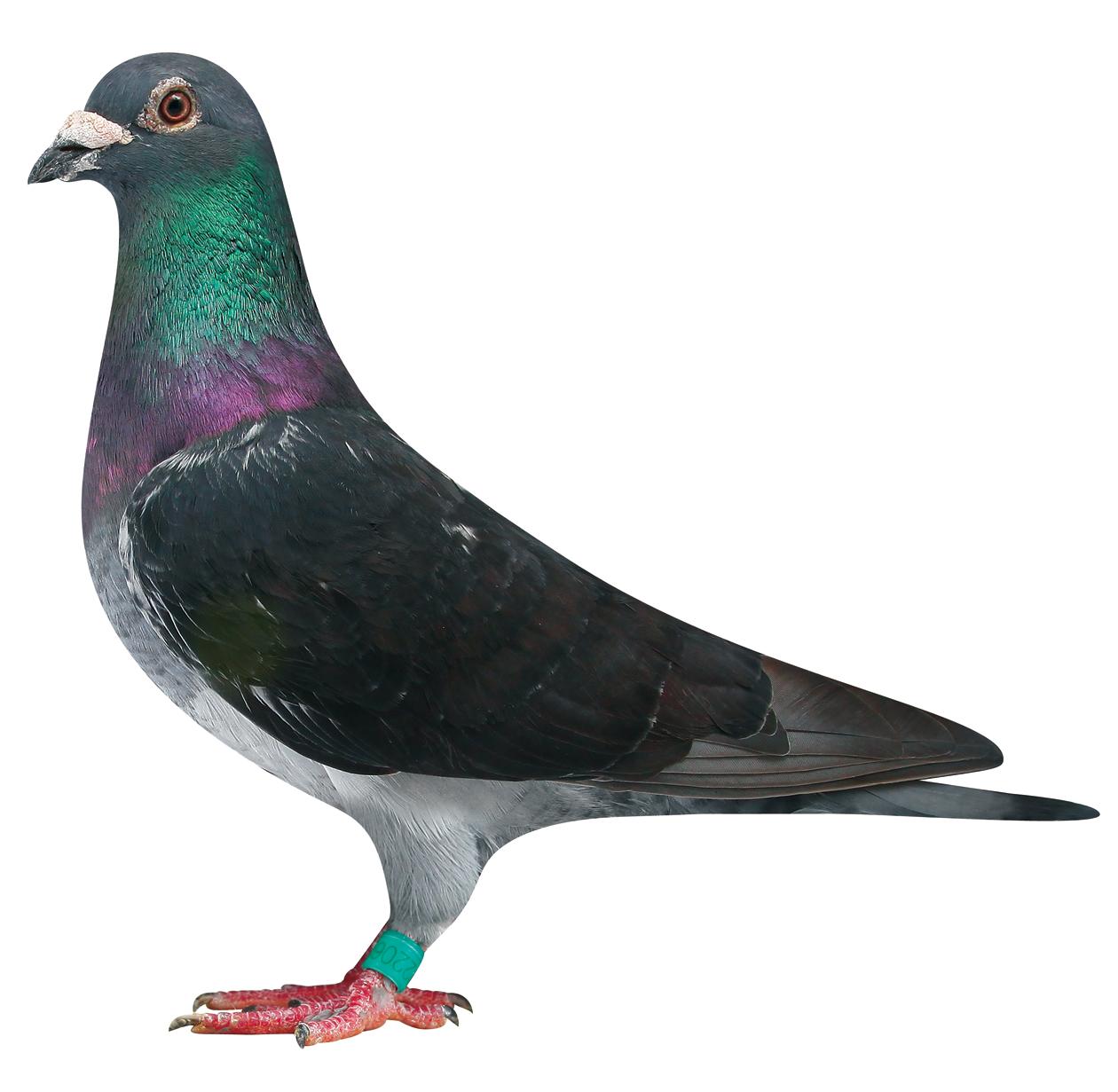 >> 查看拍卖商品