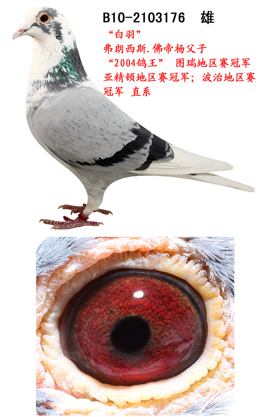 安徽飞飞鸽舍 - 中信网铭鸽展厅 www.ag188.com