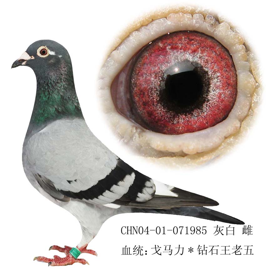 >> 查看拍卖商品