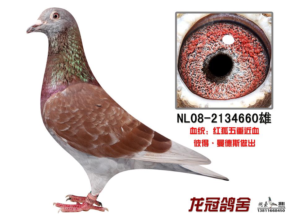 及特别提示 北京龙冠育种联盟《原北京龙冠鸽舍》因拆迁出售部分种鸽