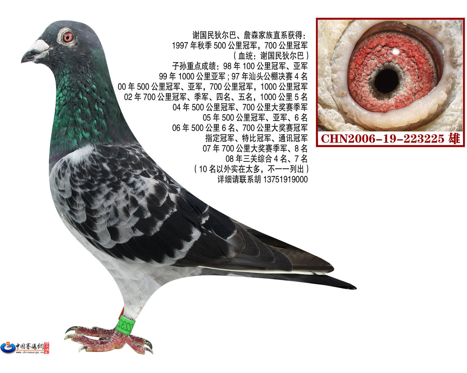 信鸽在线拍卖平台 - 中国信鸽信息网