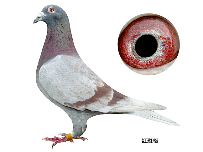 开尔鸽业【红斑格】孙 保证金级 拍卖