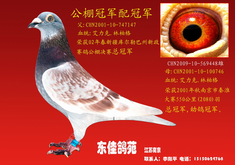 北京田生鸽舍红鸽子图片