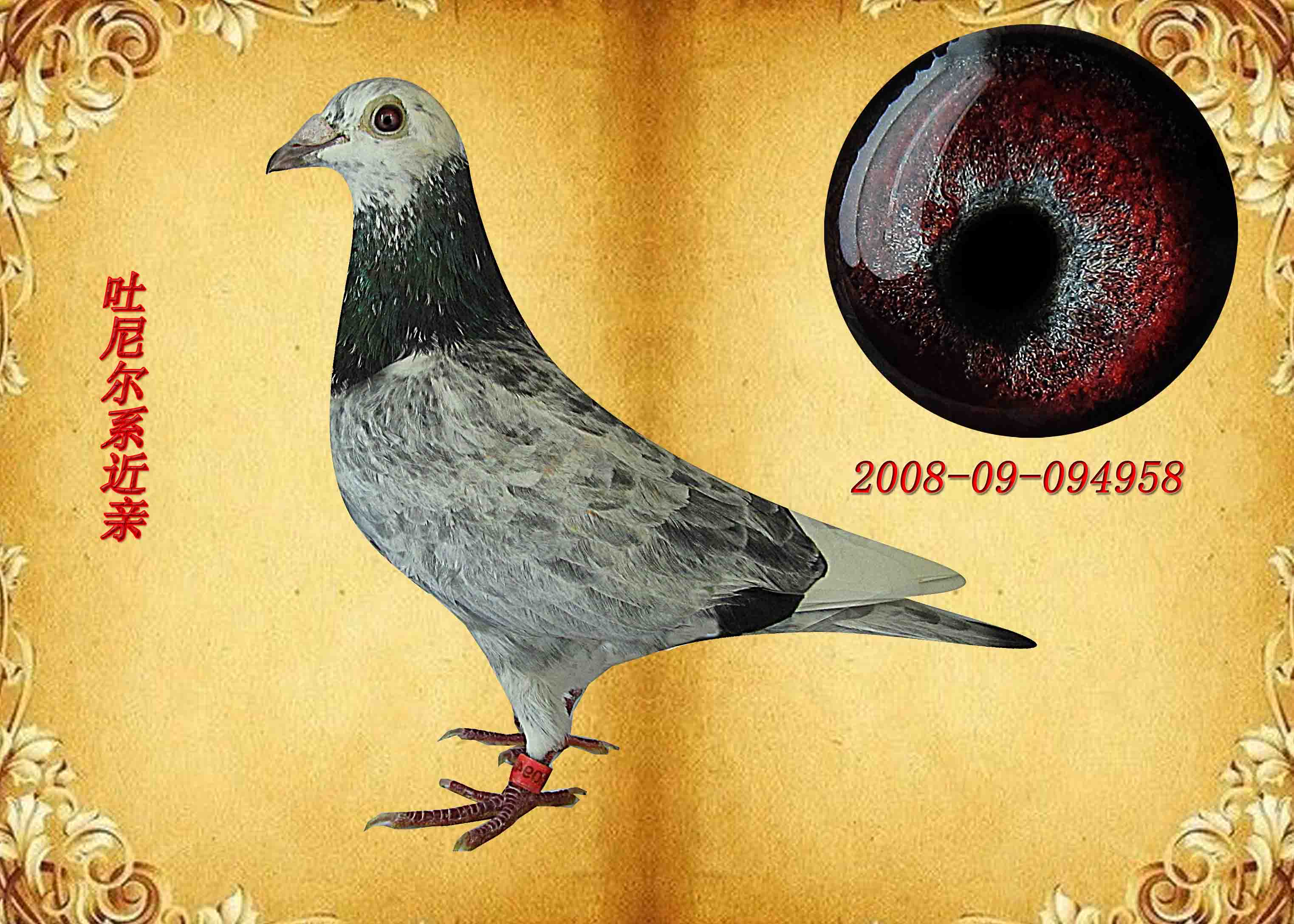 信鸽在线拍卖平台 - 中国信鸽信息网