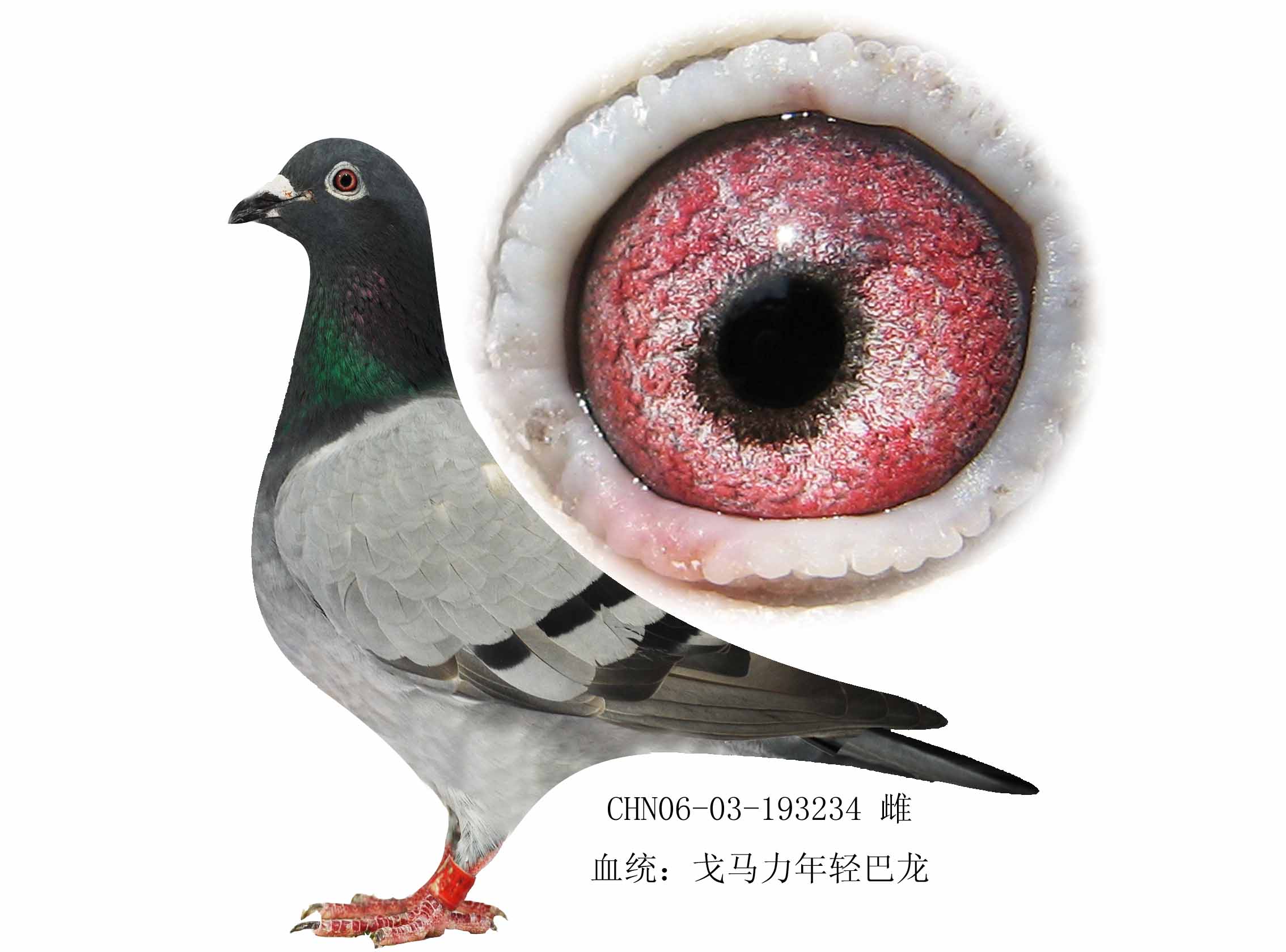 >> 查看拍卖商品