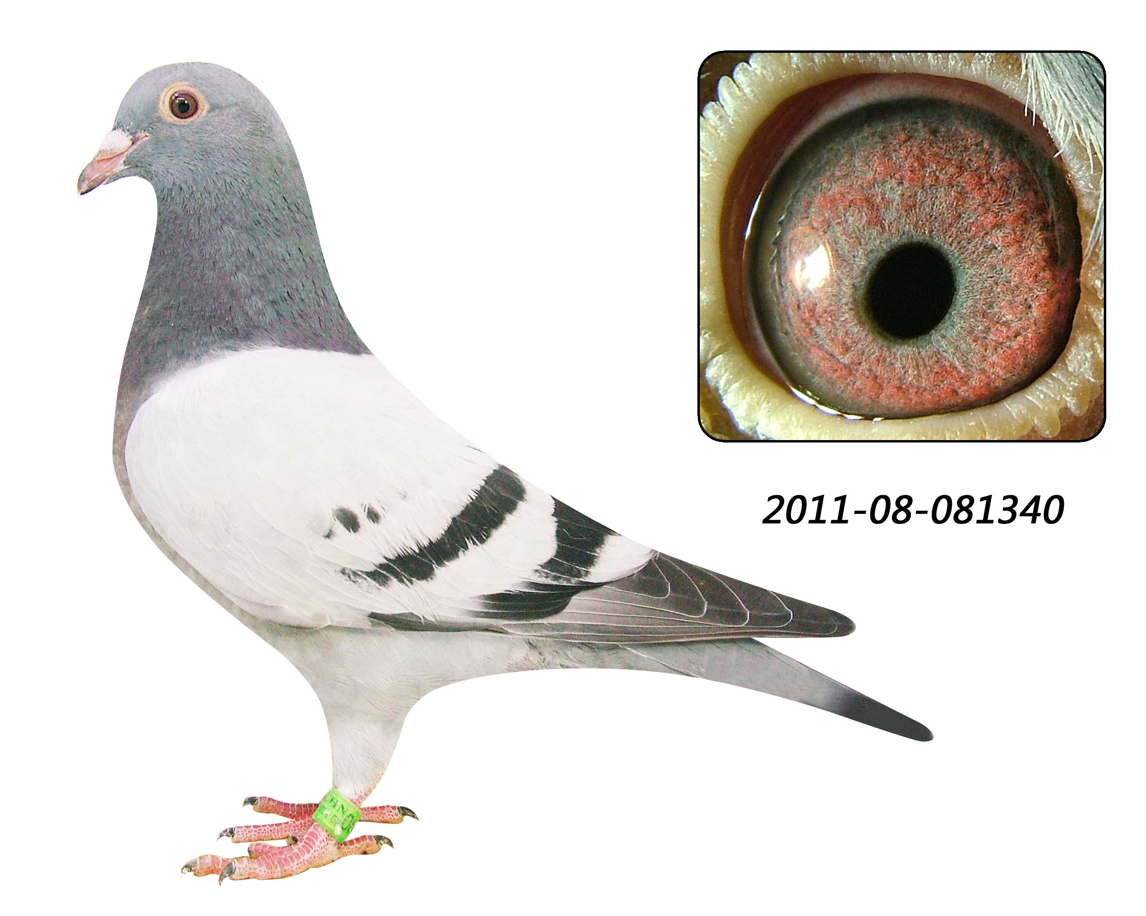 >> 查看拍卖商品