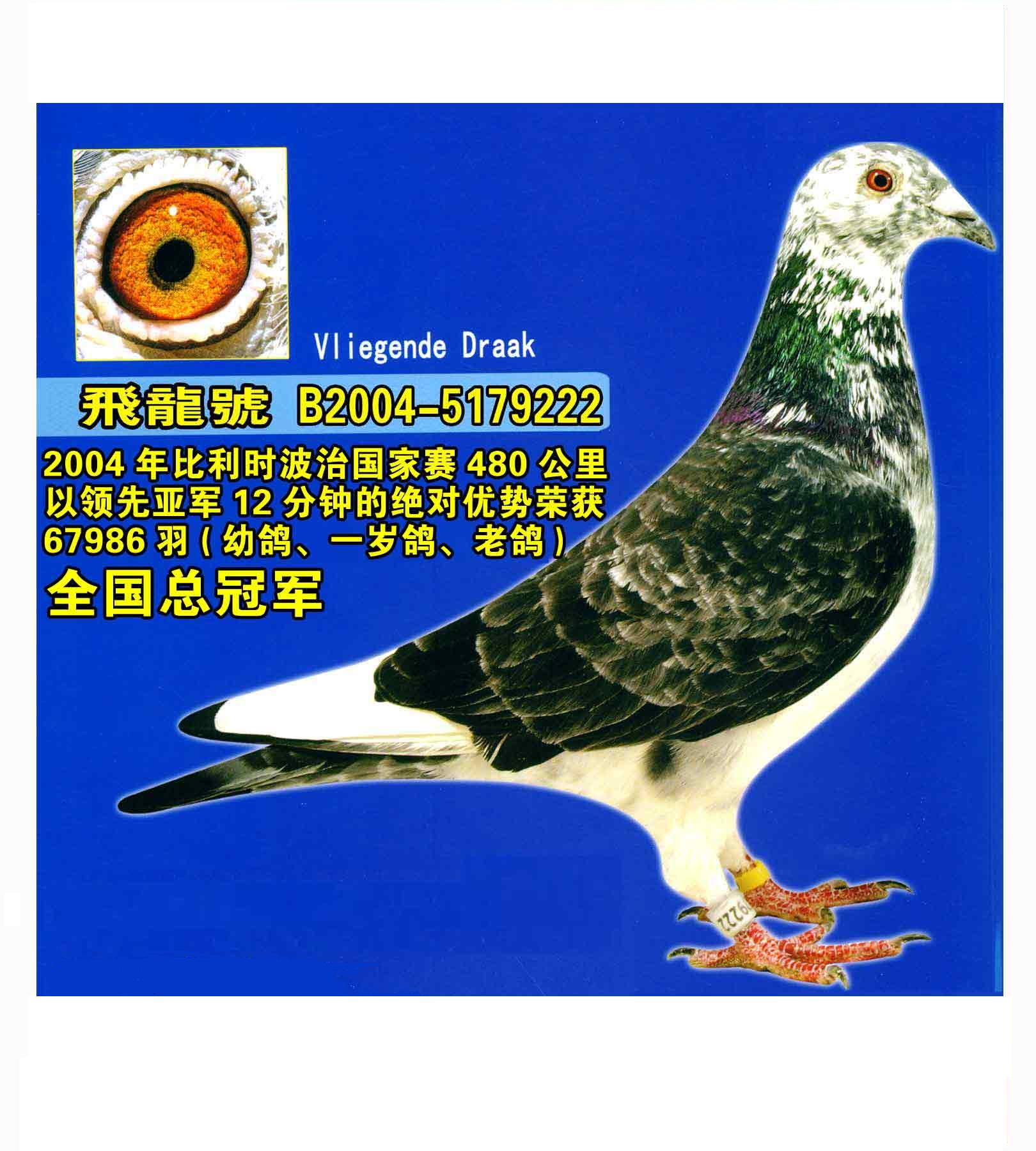 济南珍宝鸽业在线拍鸽