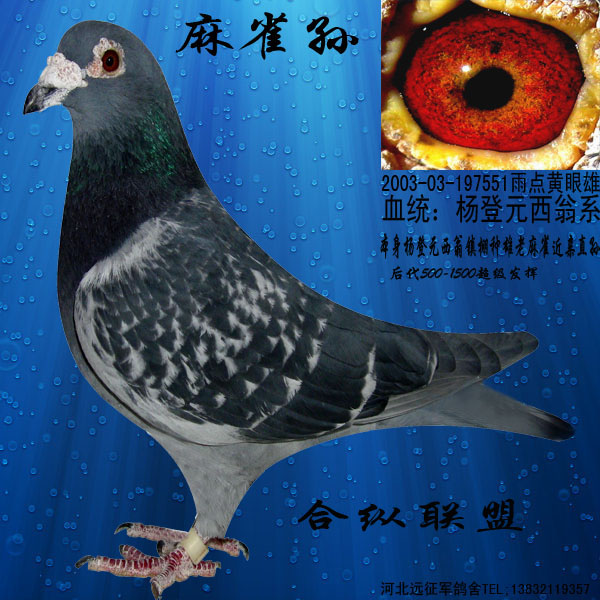 信鸽在线拍卖平台 - 中国信鸽信息网