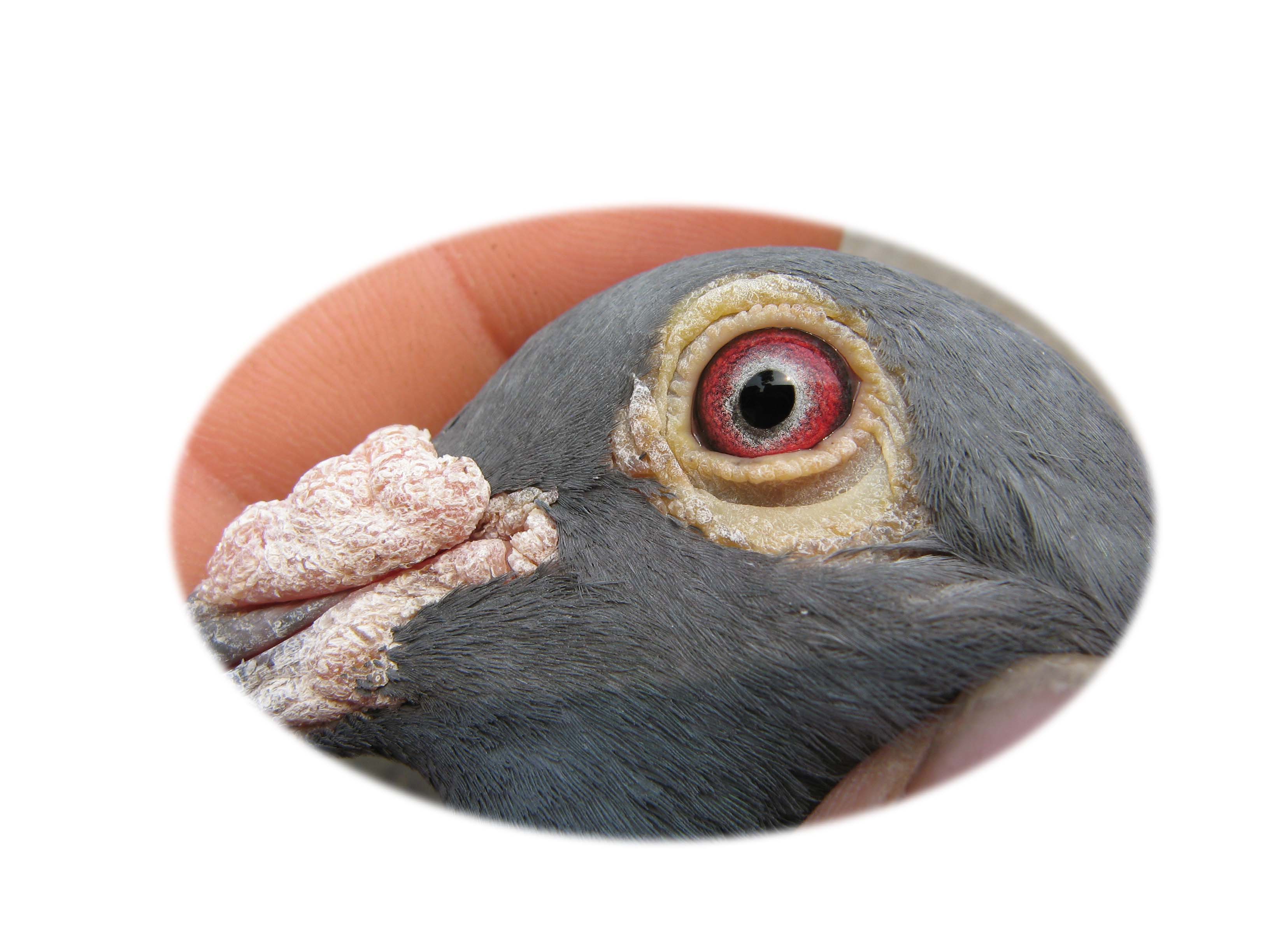 詹森019 保证金级 拍卖